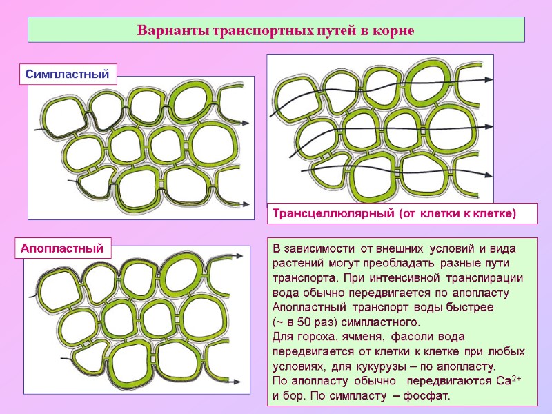 Варианты транспортных путей в корне Апопластный Симпластный Трансцеллюлярный (от клетки к клетке) В зависимости